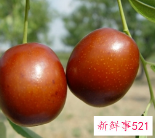 梦见树上好多红枣是什么意思