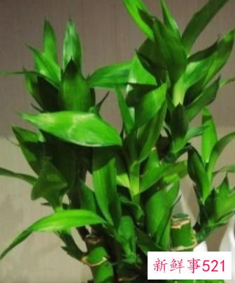 春节家庭摆放鲜花