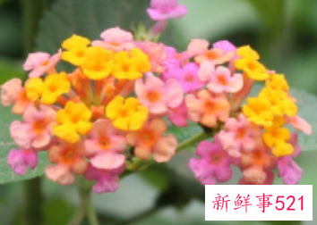 人工栽培五色梅的注意事项