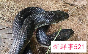 梦见蛇在箱子里