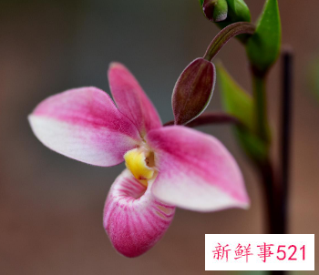 兜兰日常养护的要点有哪些