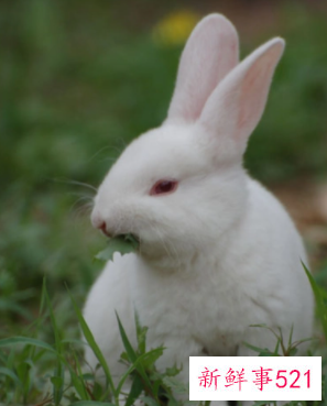 属兔的和属猴的相配吗