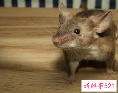 梦见老鼠咬我是什么意思
