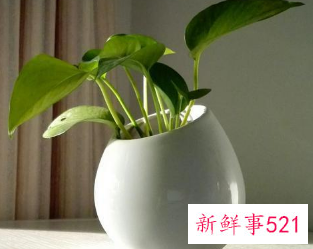 客厅放什么花最旺财