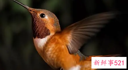 鸟粪掉头上有什么意思