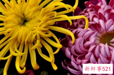 春节家庭摆放鲜花