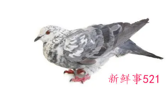 女人梦见灰色鸽子好吗