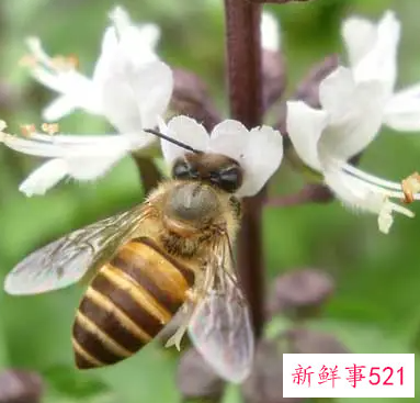 蜜蜂在办公室阳台做窝是好风水吗