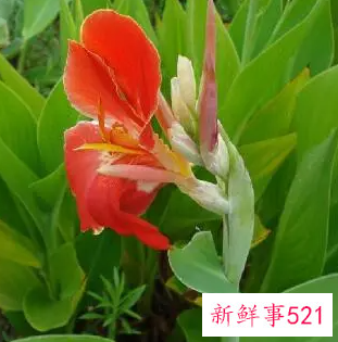 美人蕉花有什么作用功效