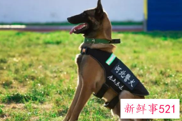 警犬领养需要什么条件