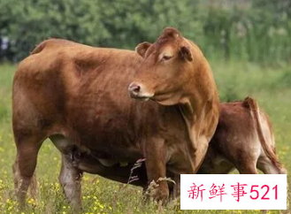 女人梦到牛预示着什么