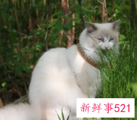 梦到喂猫吃草代表什么