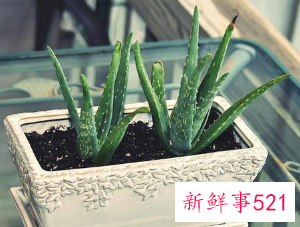 客厅放什么花最旺财