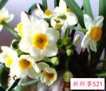 什么植物在家养比较吉利