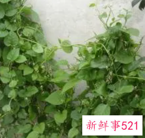 紫角叶的功效有哪些