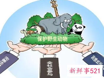 该如何保护野生动物