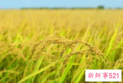 海水稻种植成功是在什么时候