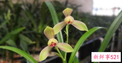 兰花常见虫害和防治方法