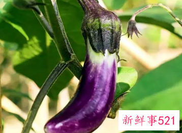 梦见茄子是什么意思周公解梦