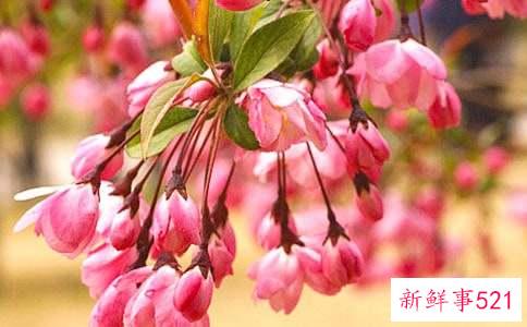 梦见结满果子的海棠树