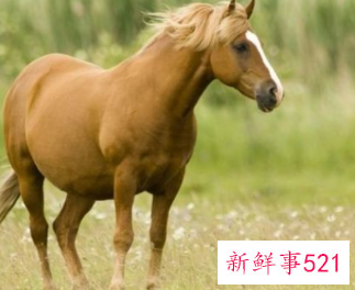 能管得住属马的生肖是