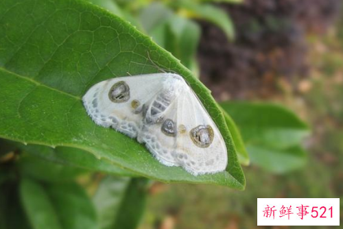 梦见蚕娥有什么征兆