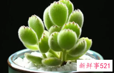 熊童子怎么爆盆