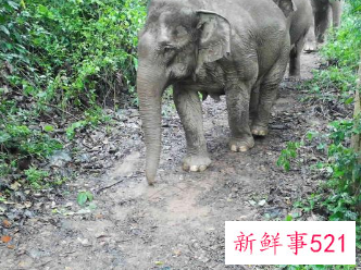 又有一波南下野象来凑热闹