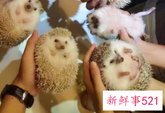 哪种小宠物干净好养没有味