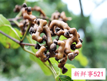 鸡瓜梨泡水有什么功能