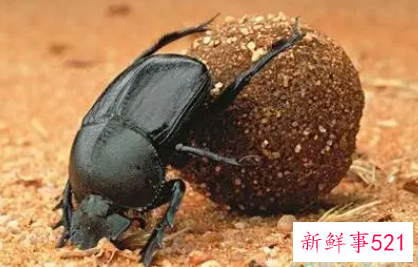 梦见蜣螂的寓意