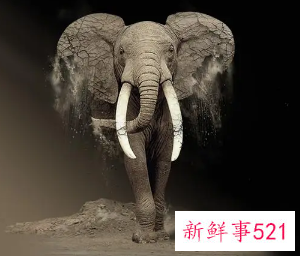 保护野生动物宣传顺口溜