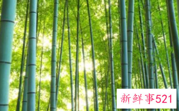 竹子和荷花象征什么