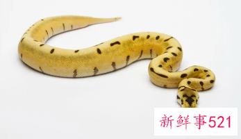 属蛇的性格特点