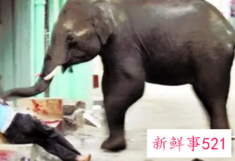 梦见大象追着我跑攻击我