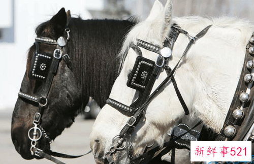 2002年生肖马运势