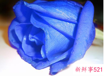 最迷人的3个生肖女