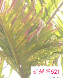 治槟榔黄化病的唯一有效药