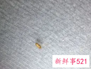 沙发虫子种类名称