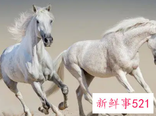 属马的女人花心吗