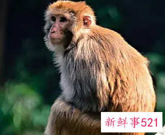 属猴的客厅放什么植物好