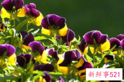 生僻唯美的花名简短