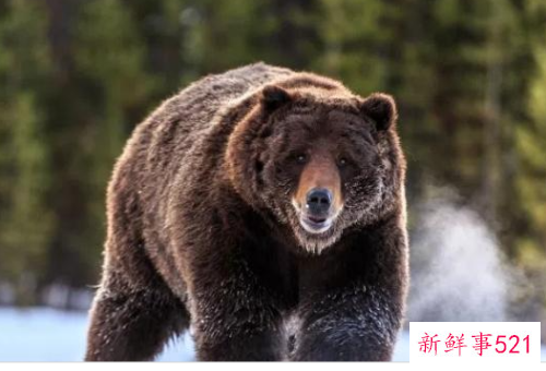 什么动物咬合力最大