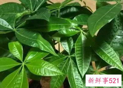 发财树叶子长斑怎么办