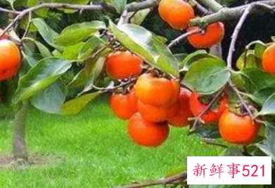 梦见柿子树连根拔起是什么意思