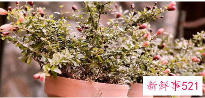 门口种什么花草旺财