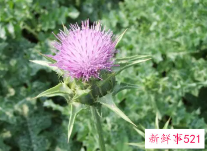 蓟栽培过程中的注意事项