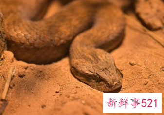 梦见蛇缠着自己预示着什么