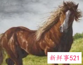 属马的女人花心吗