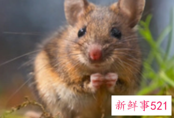 怀孕女人梦见小老鼠